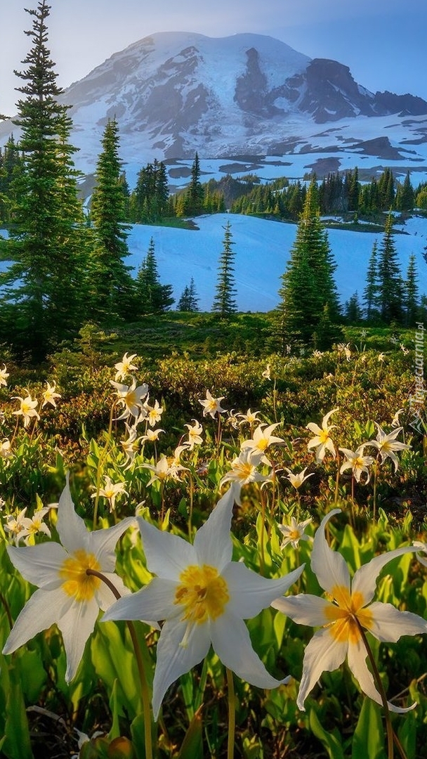 Łąka z psizębami na tle stratowulkanu Mount Rainier