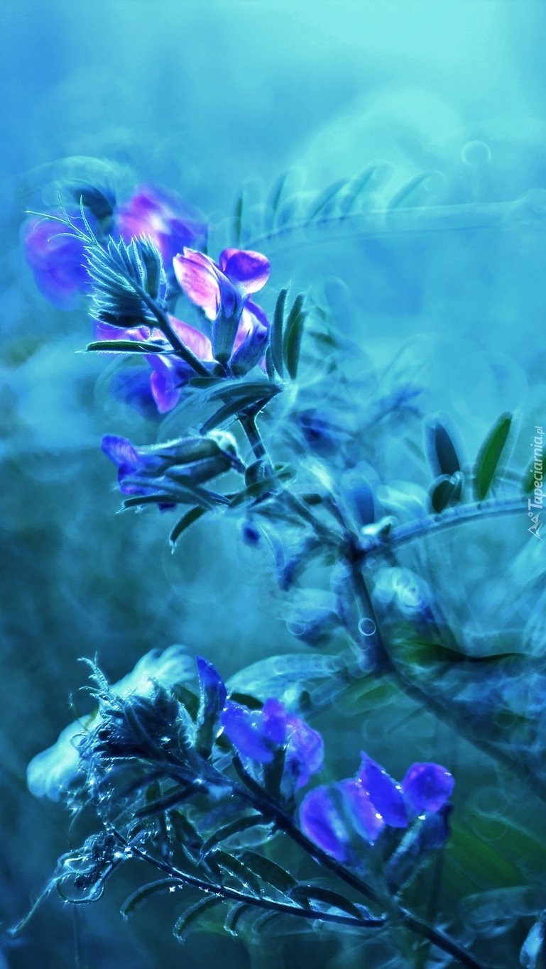 Łąkowa roślina w bokeh