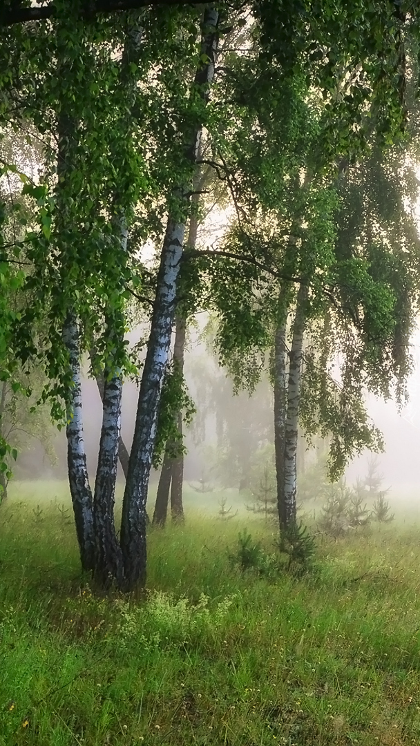 Las brzozowy we mgle