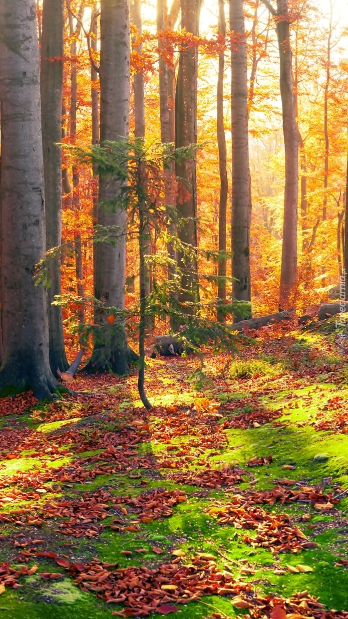 Las bukowy na Ukrainie jesienią