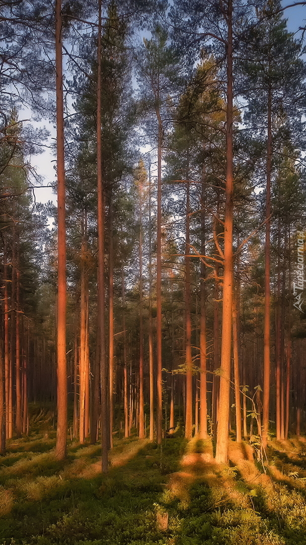 Las iglasty w blasku słońca