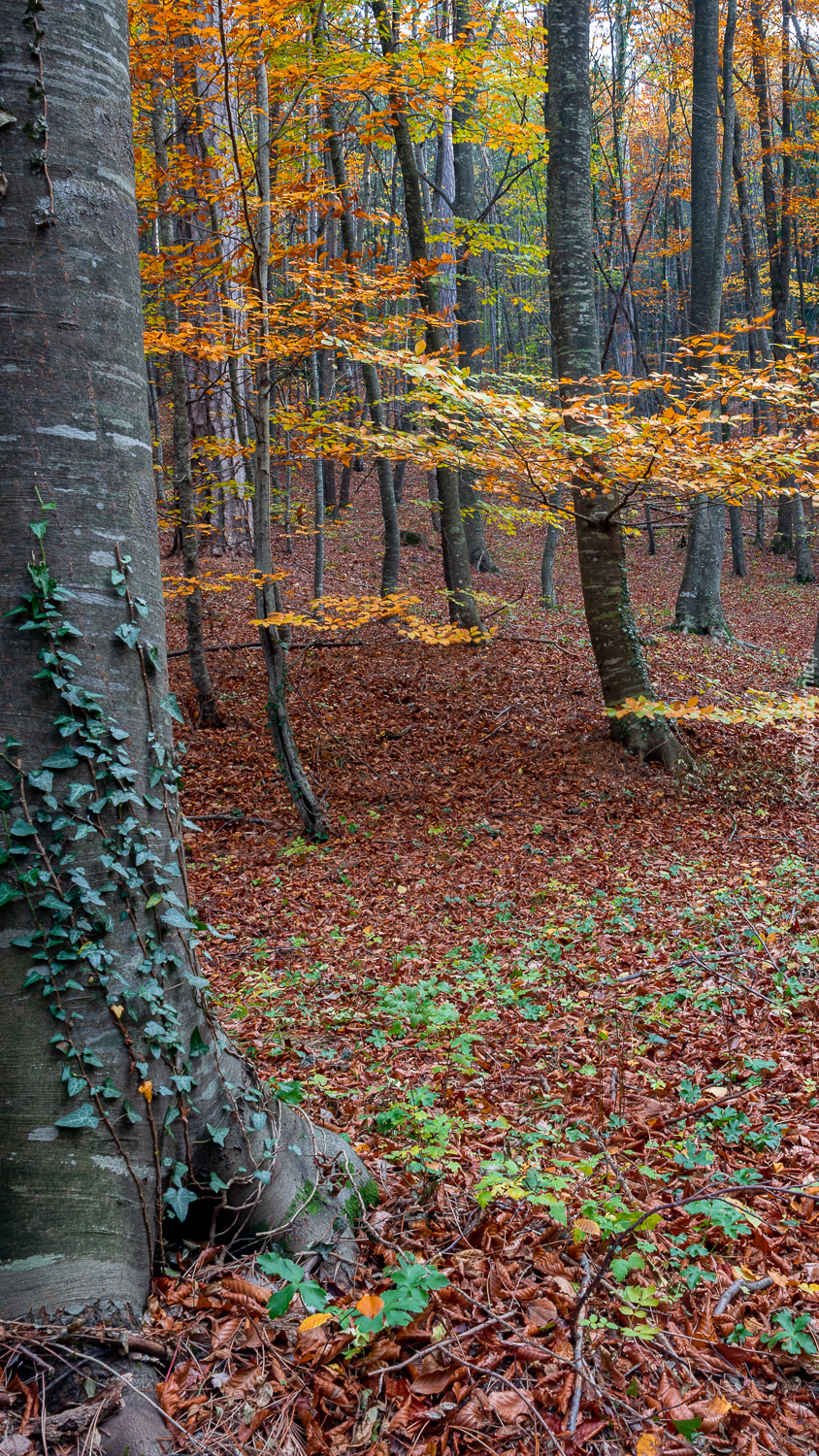 Las jesienią