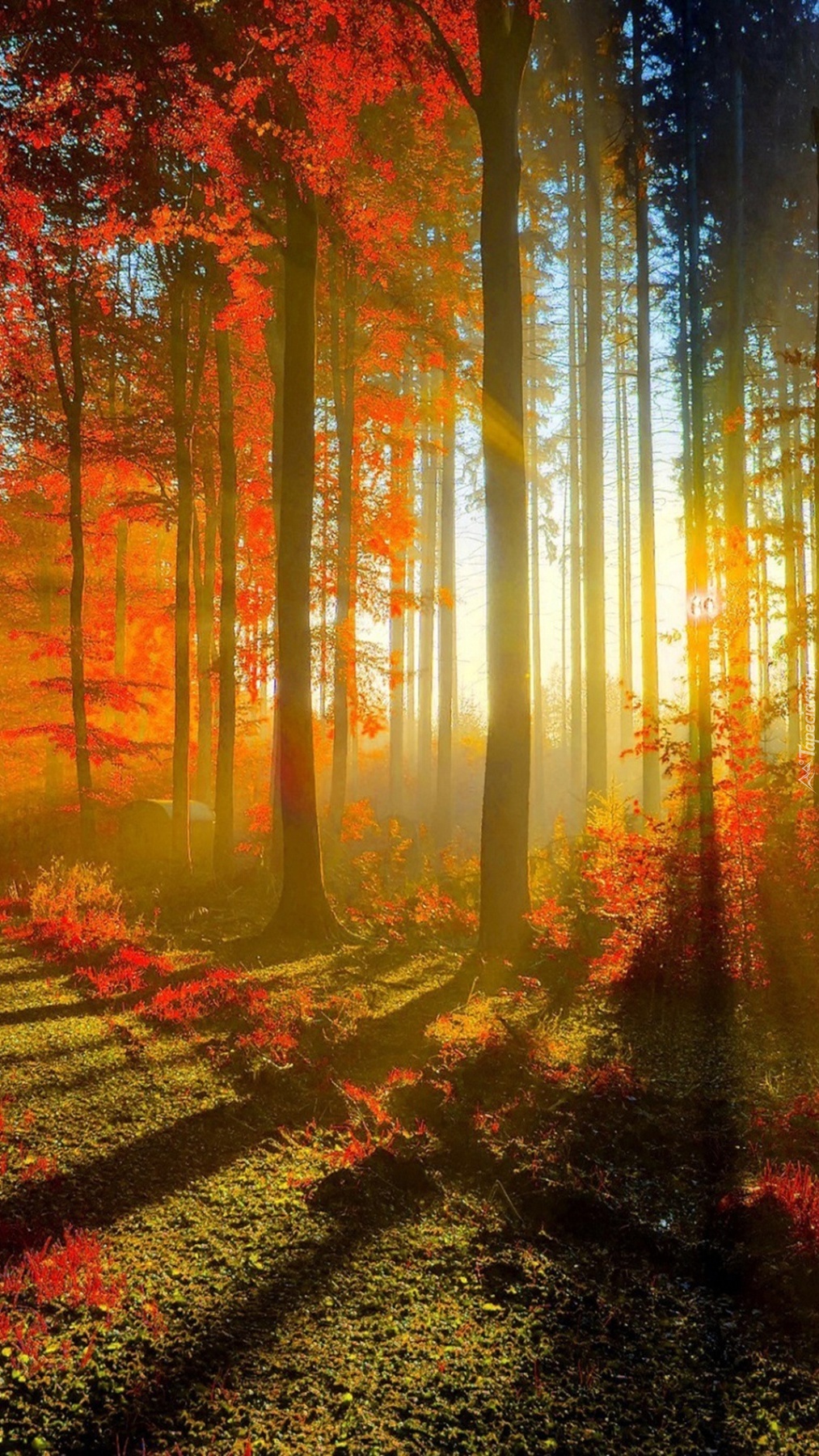Las jesienią o wschodzie słońca