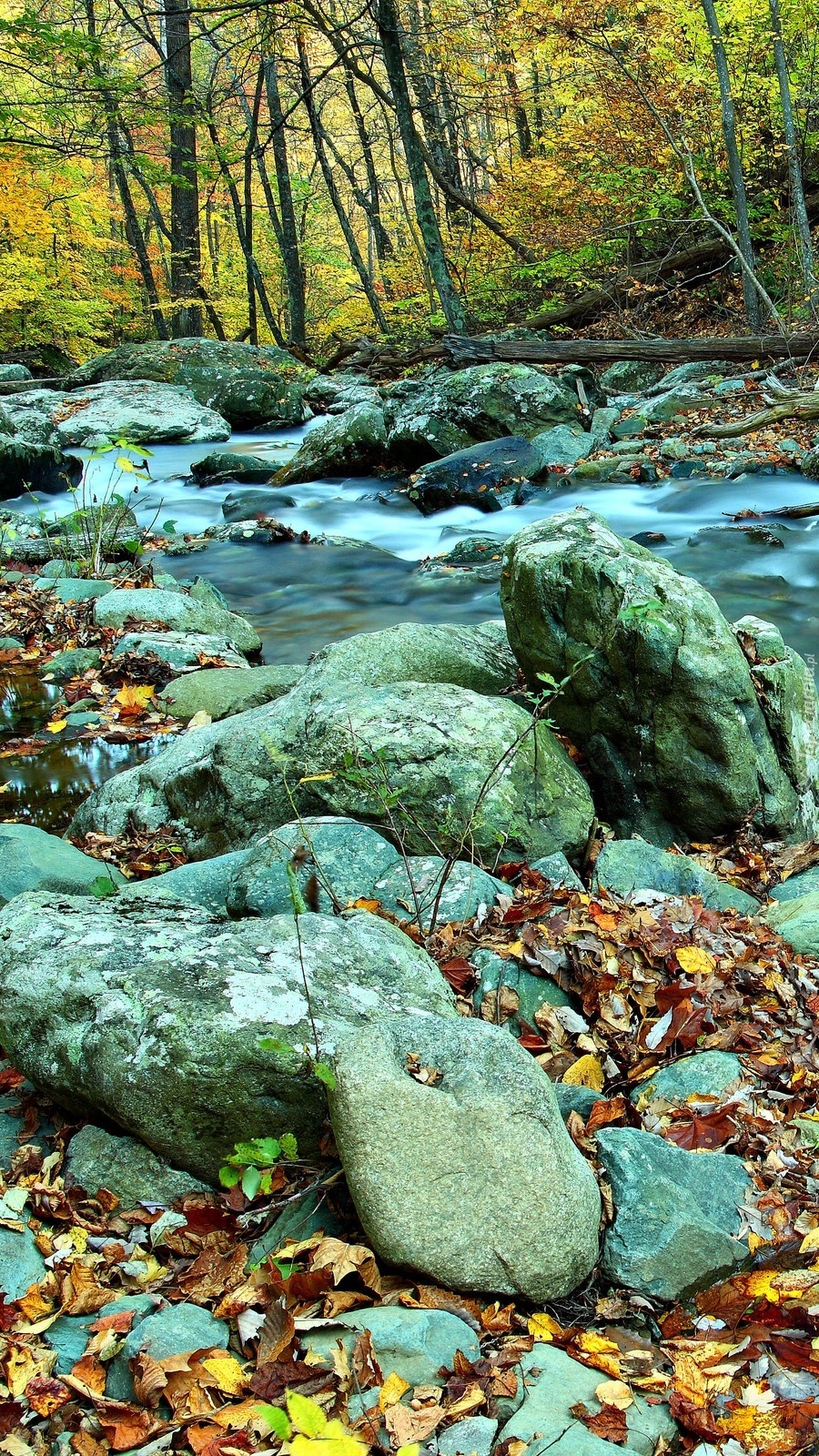 Las jesienią przy potoku