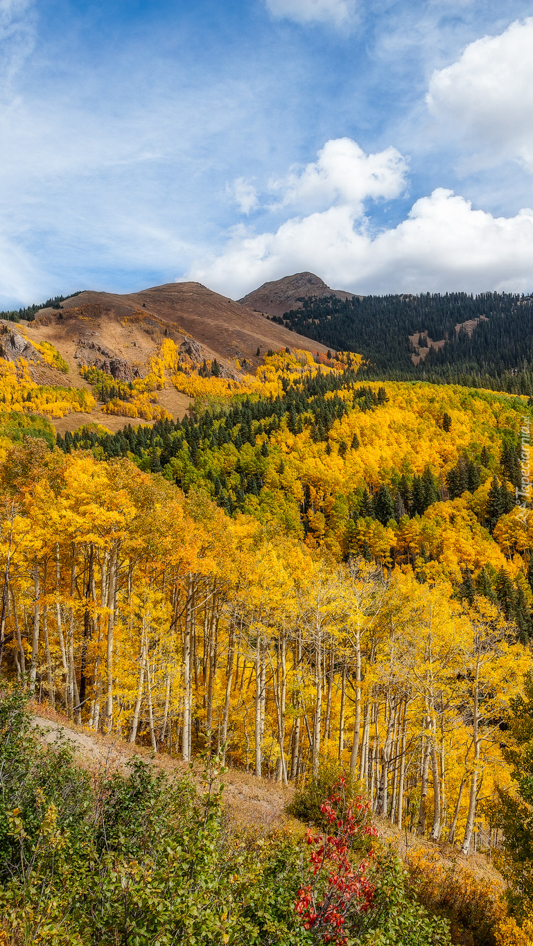 Las jesienny w Kolorado