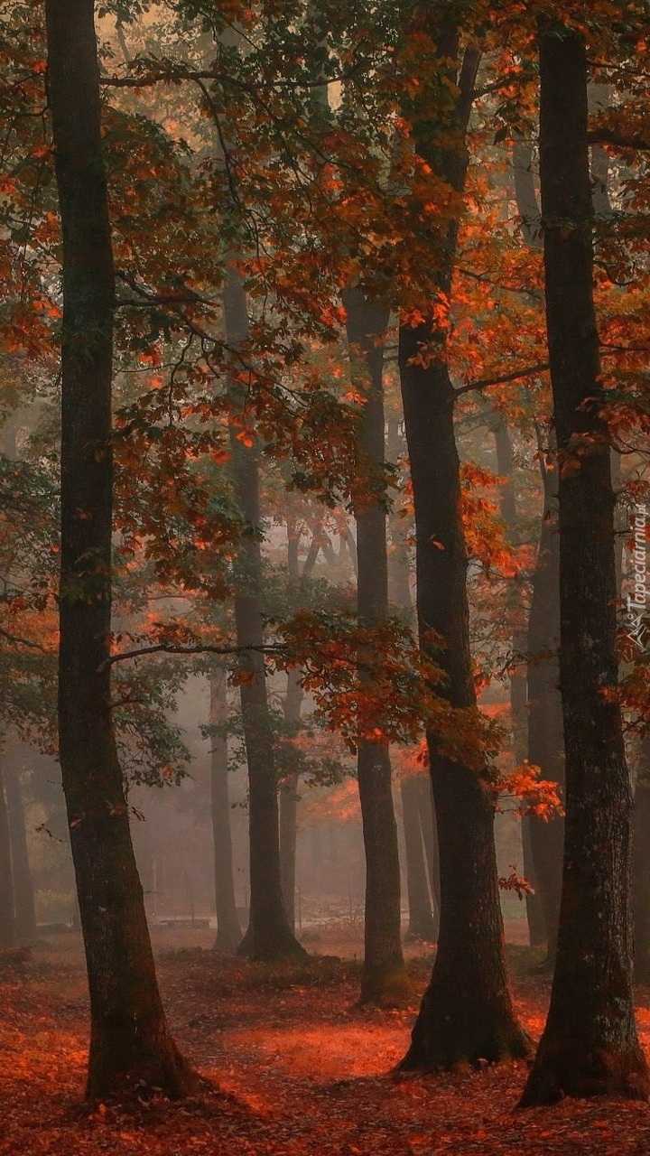 Las liściasty w barwach jesieni