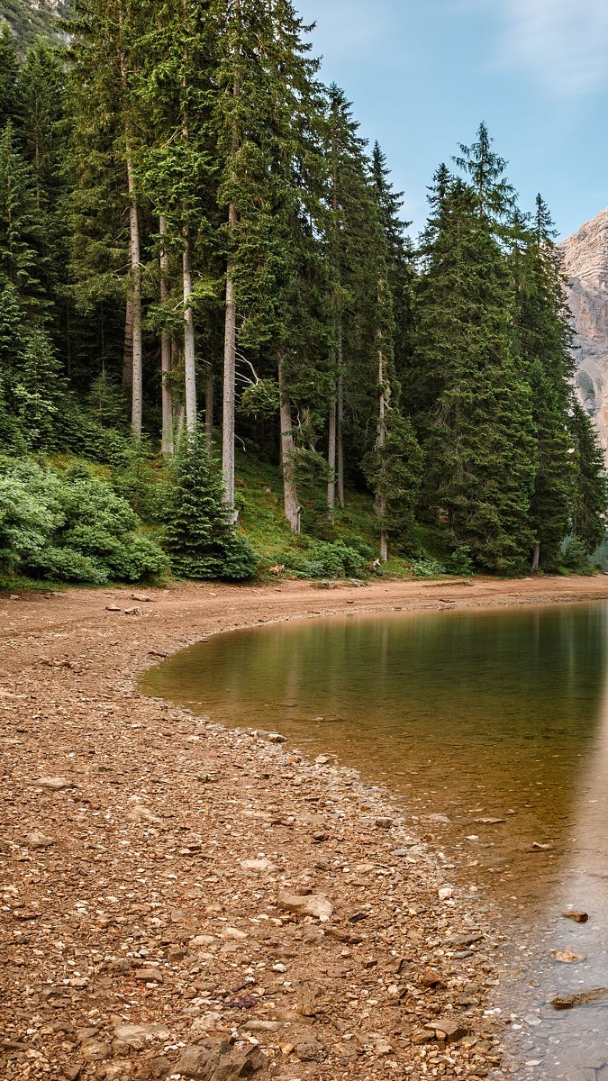 Las na brzegu jeziora Lago di Braies