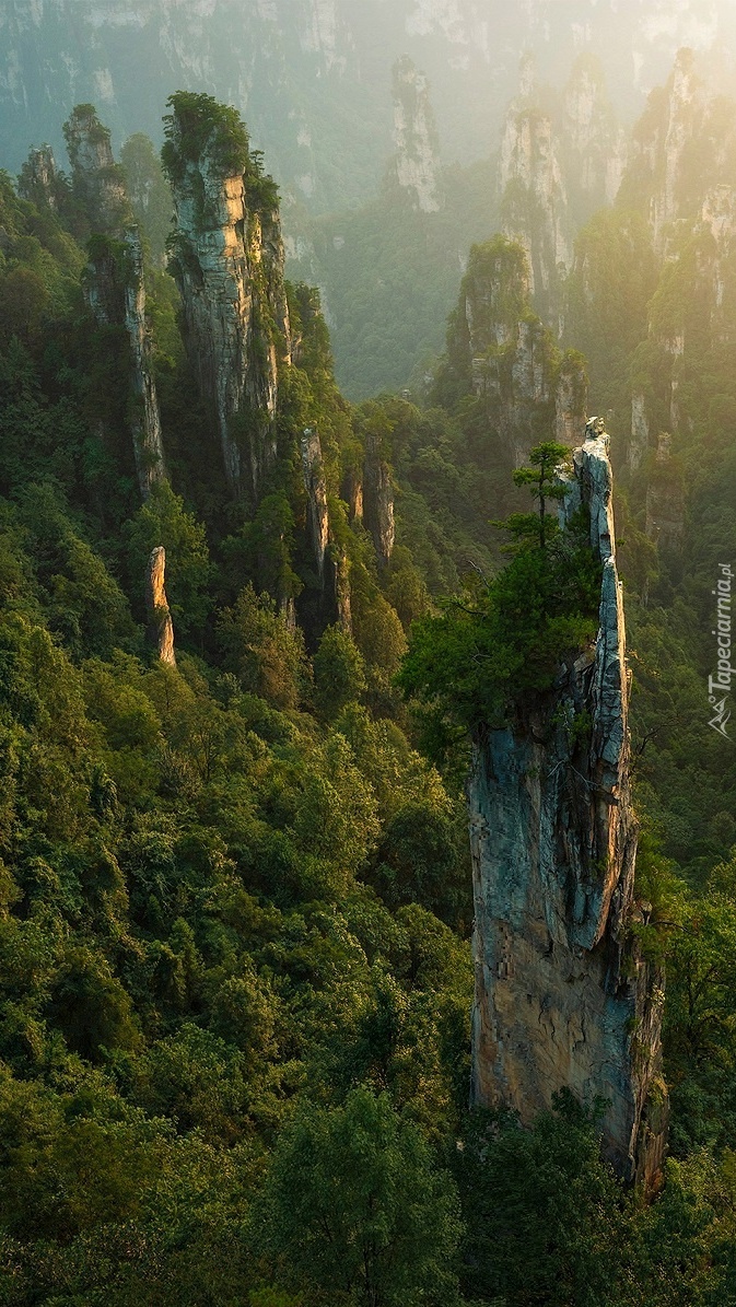 Las na skałach w Zhangjiajie National Forest Park