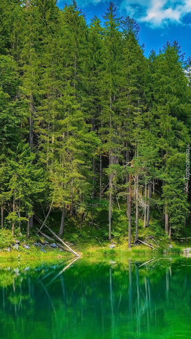 Las nad jeziorem Eibsee Lake