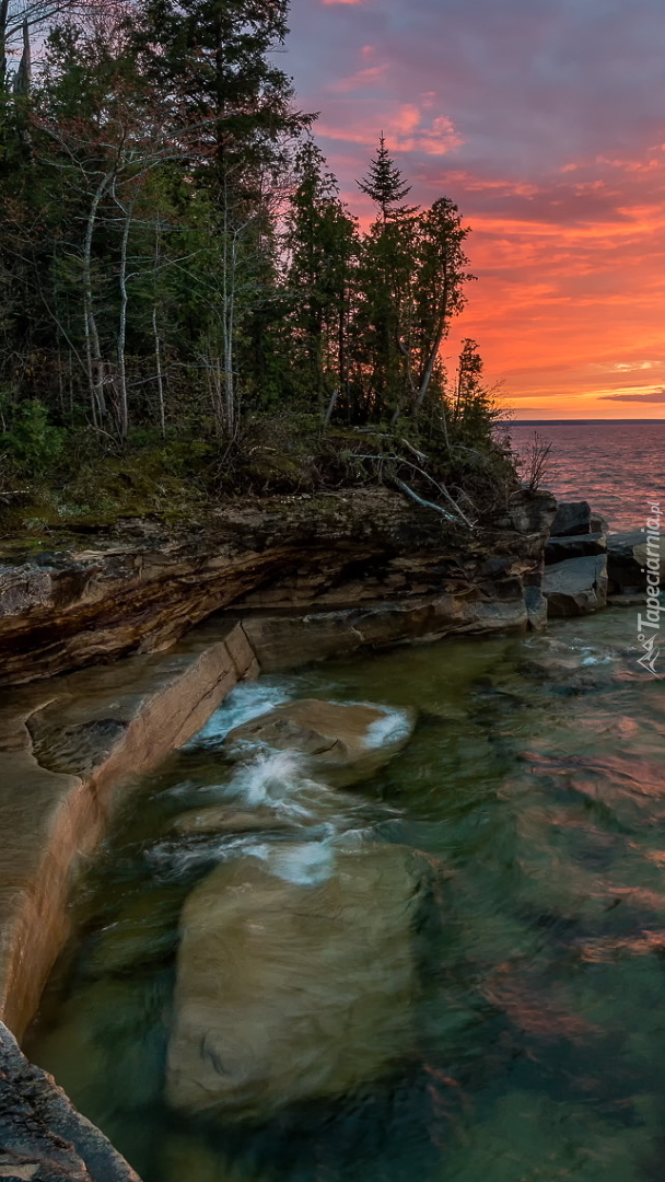 Las nad jeziorem Superior Lake