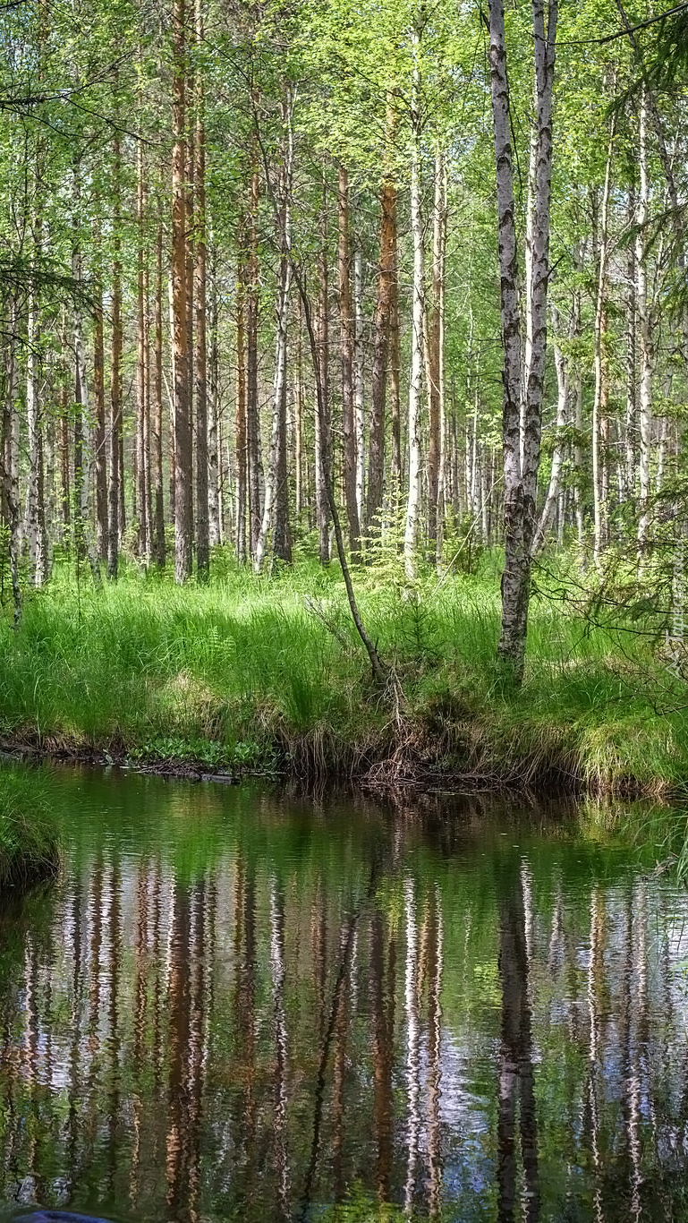 Las nad rzeką