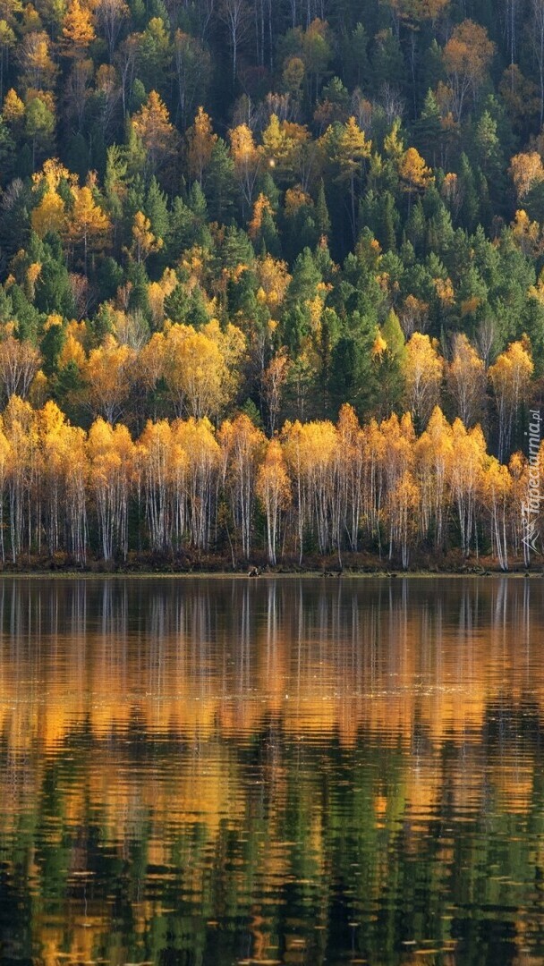 Las nad rzeką jesienną porą