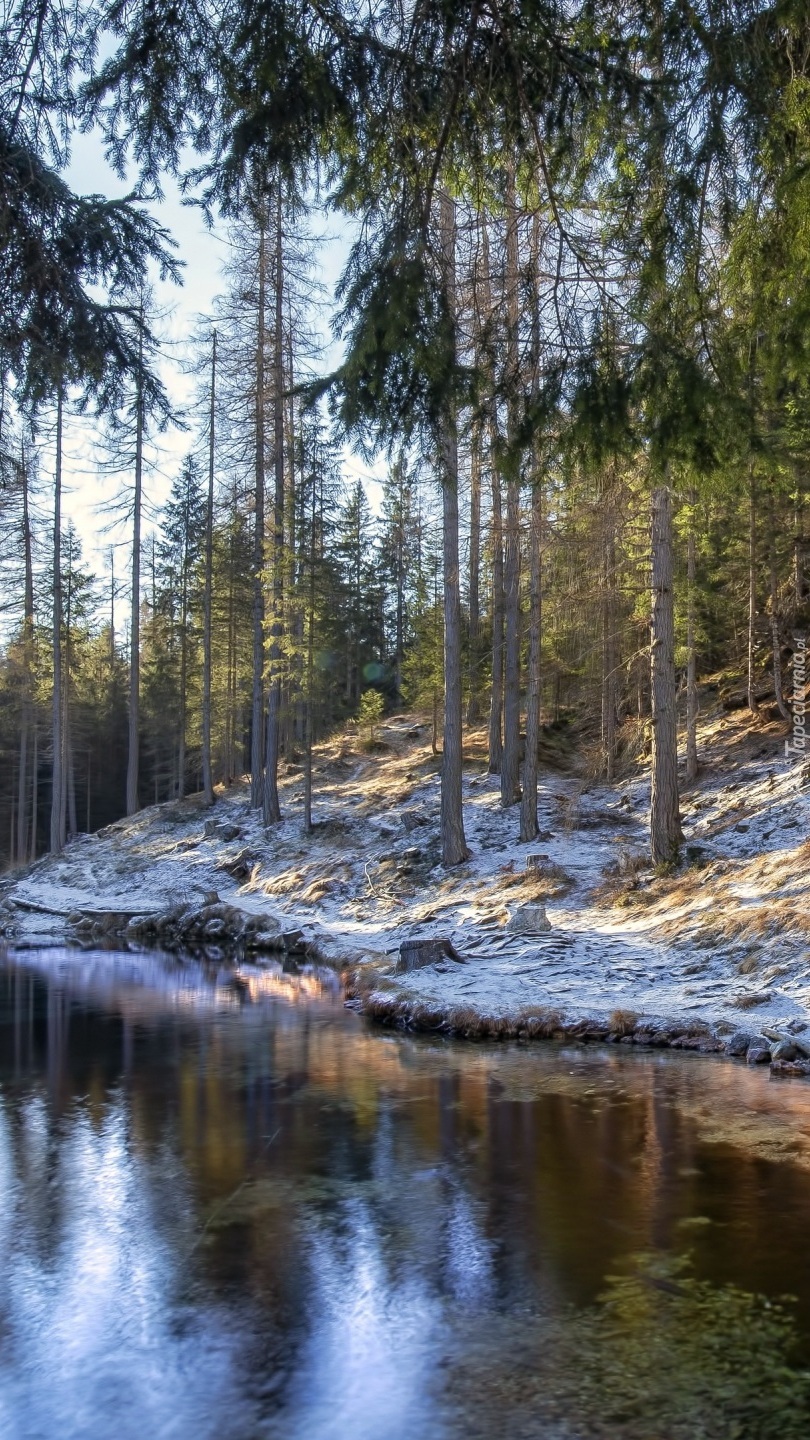 Las nad stawem w słońcu