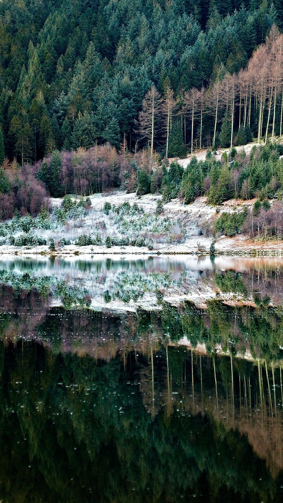 Las nad wodą
