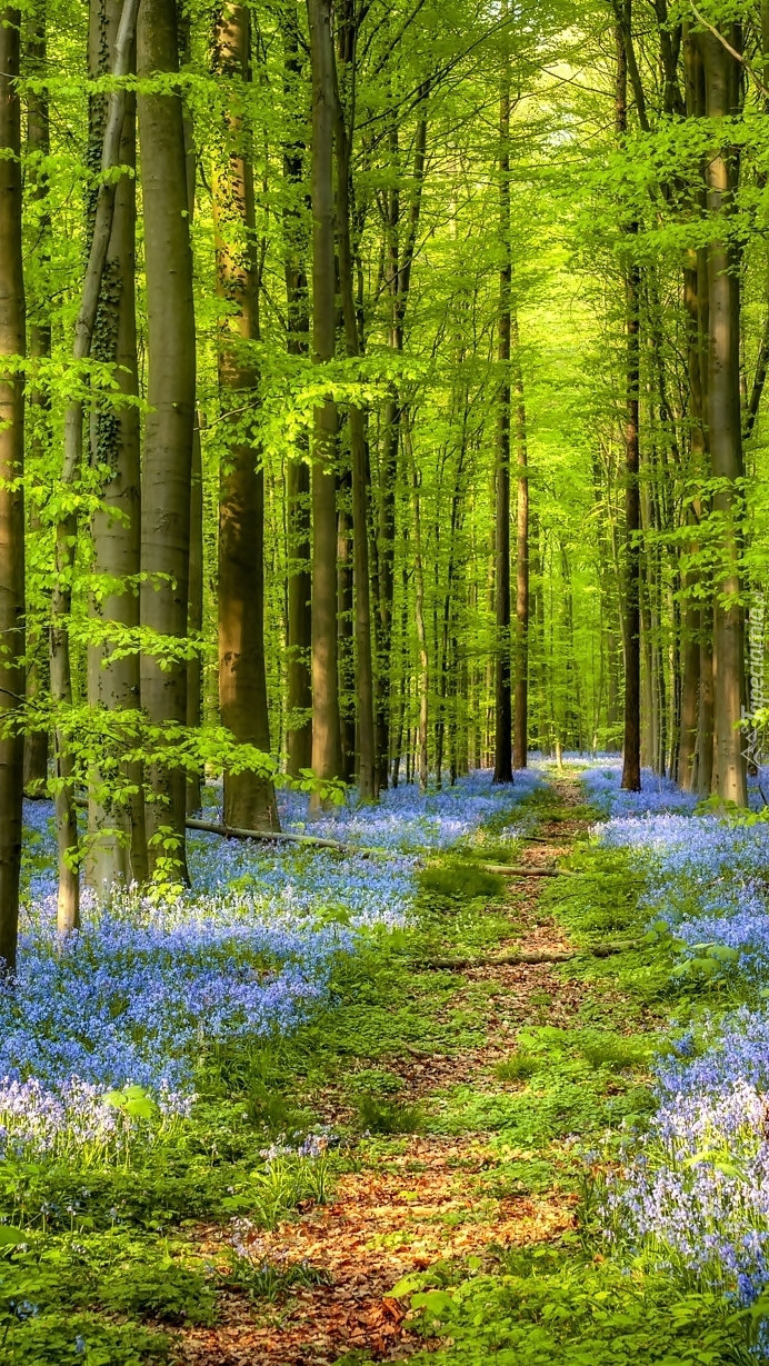 Las pełen wiosennych niebieskich kwiatów