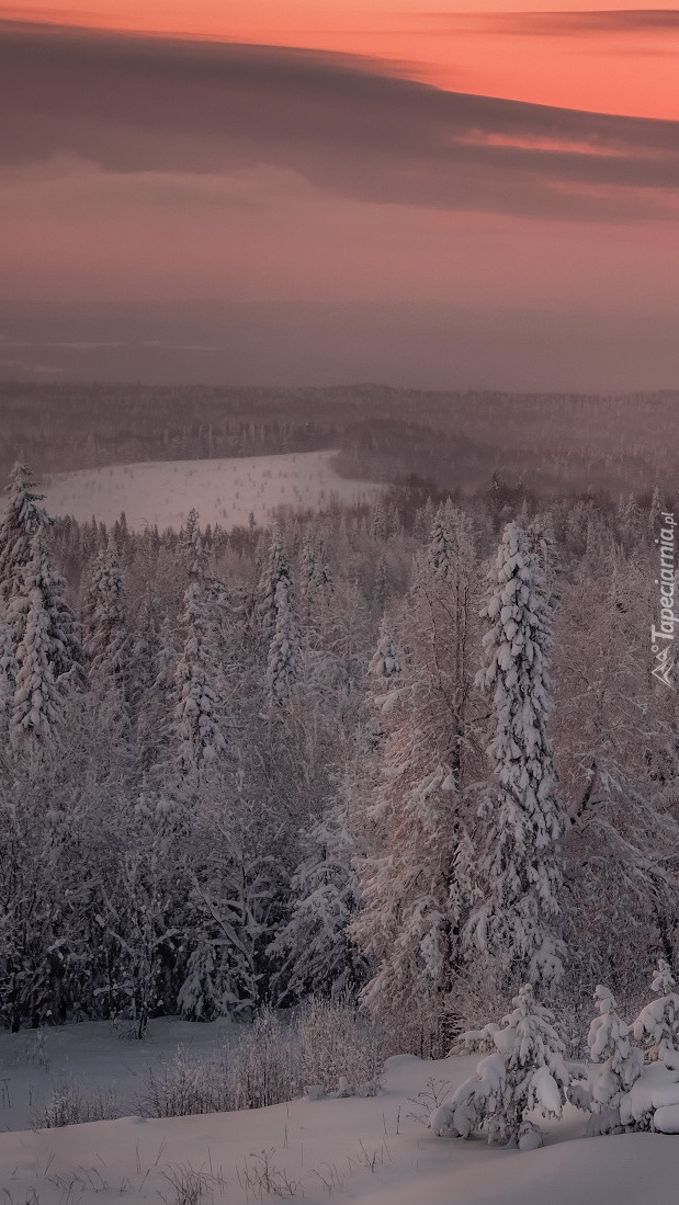 Las świerkowy zimą nad jeziorem