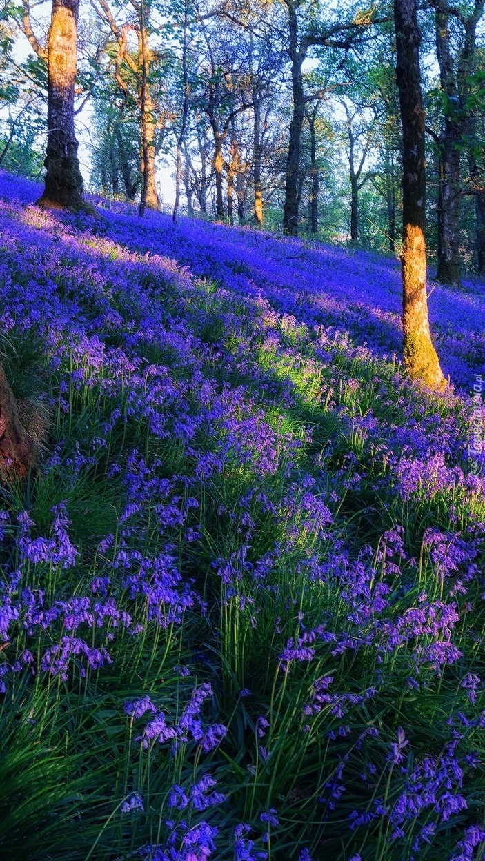 Las Trossachs