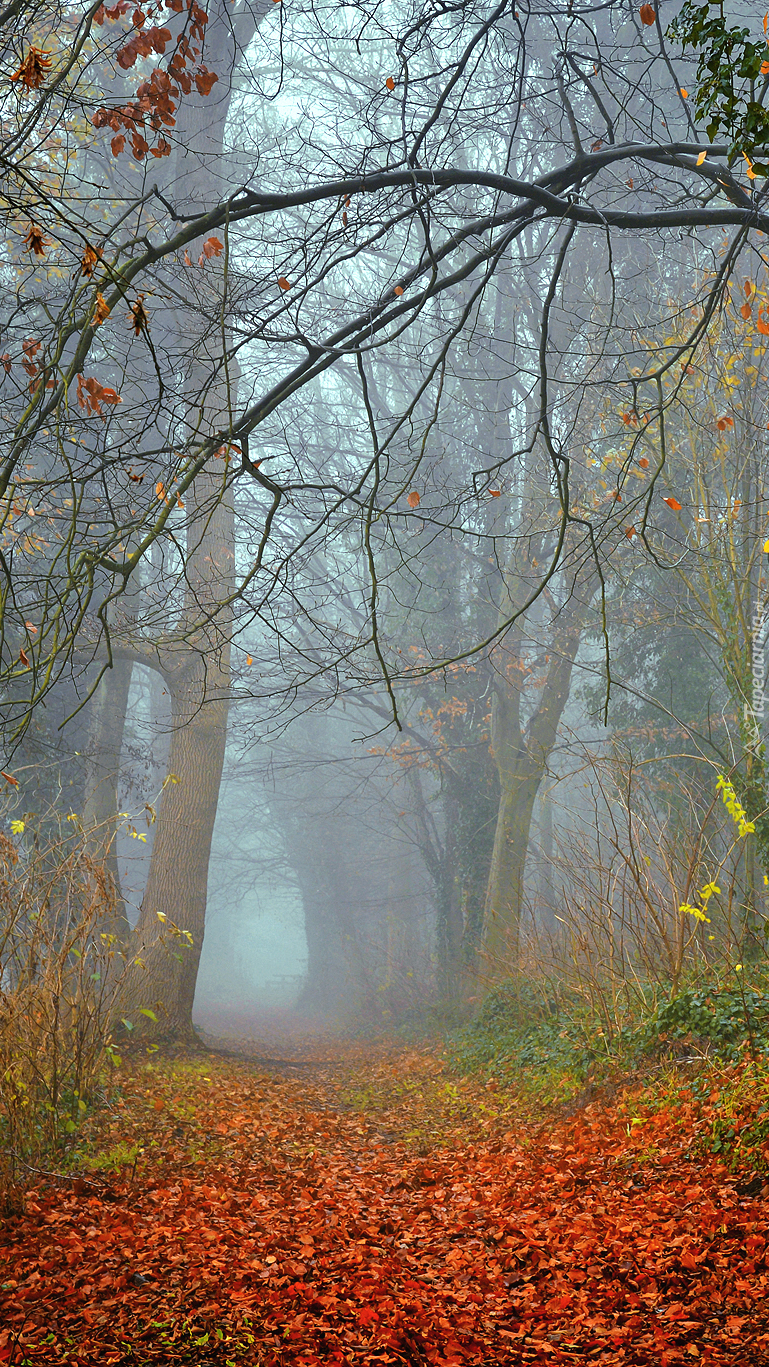 Las w jesiennej mgle