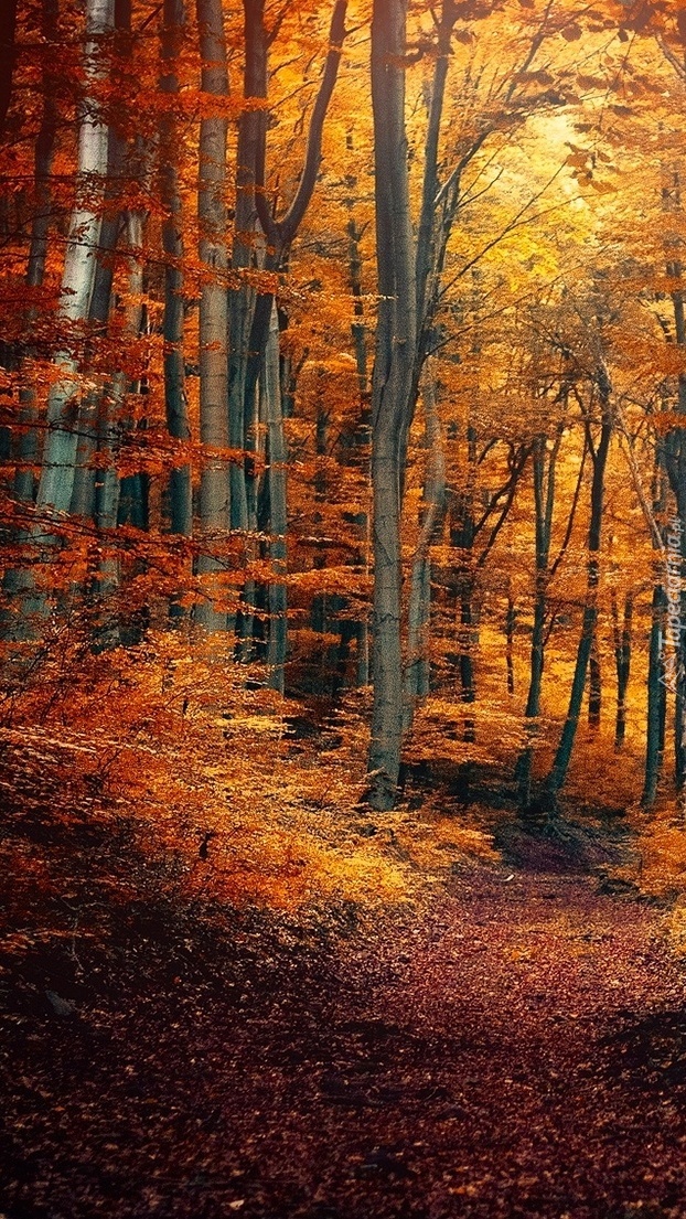 Las w liściach jesienią