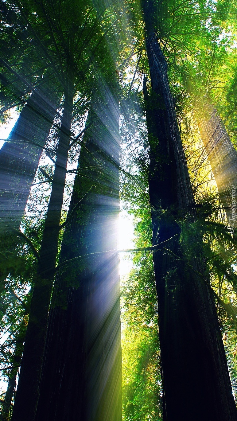 Las w promieniach słońca