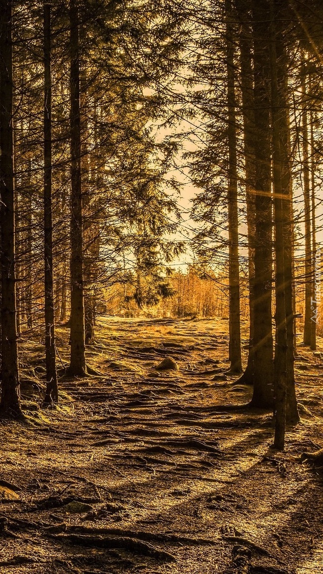Las w  promieniach słońca