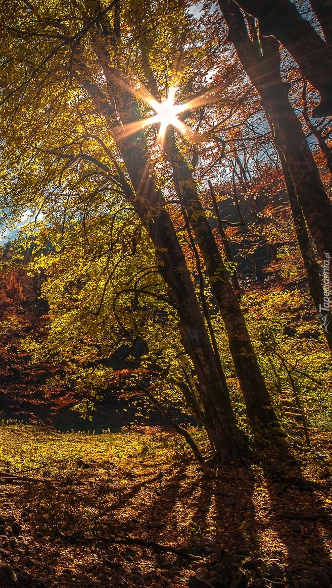 Las w promieniach słońca jesienią