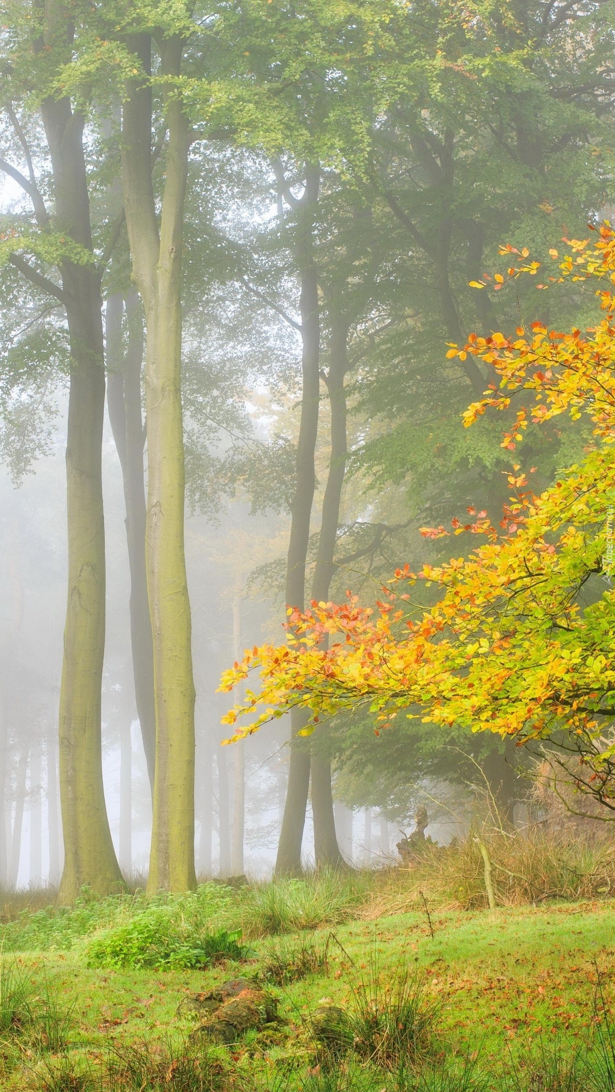 Las w welonie mgły