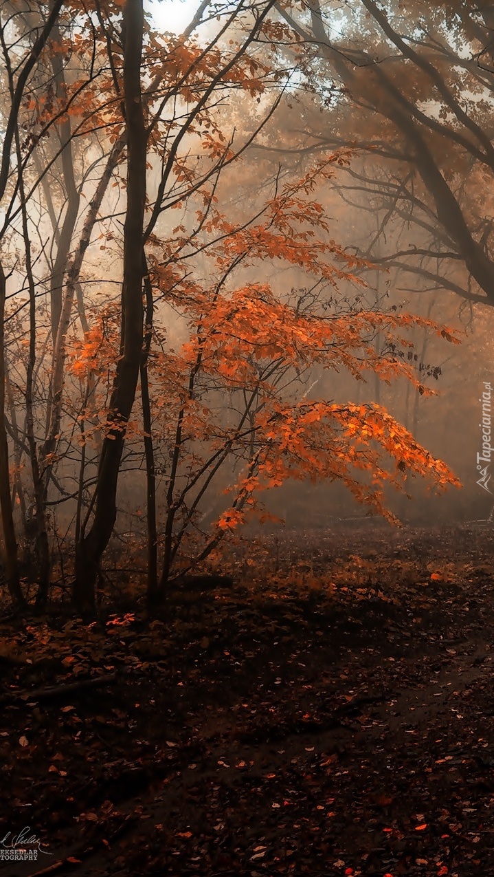 Las we mgle jesienią