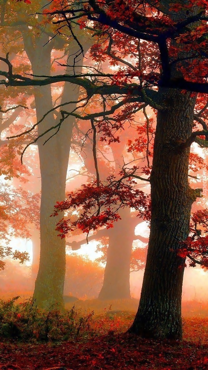Las we mgle jesienią