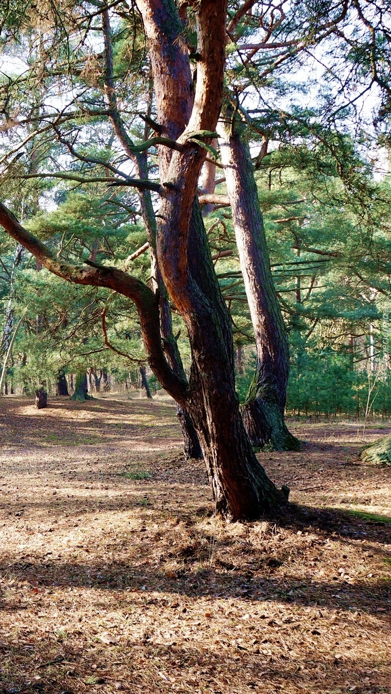 Las z drzewami iglastymi