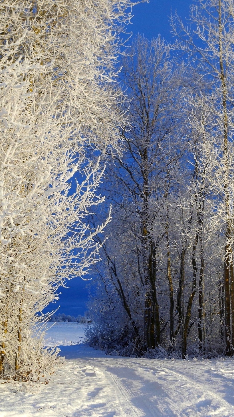 Las z oszronionymi drzewami zimową porą