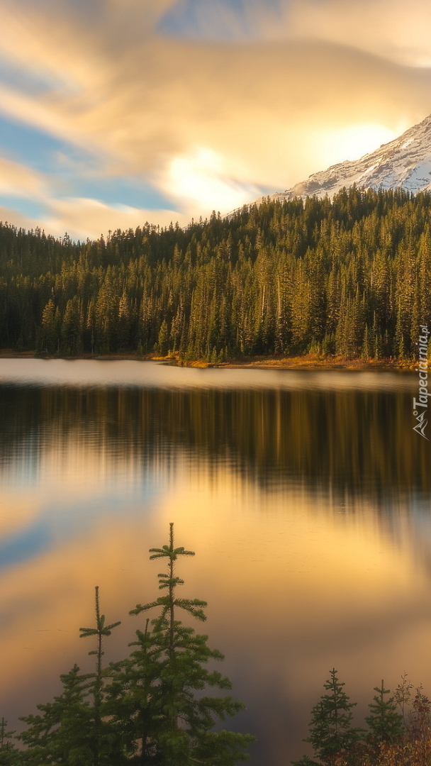 Lasy nad jeziorem Bench Lake