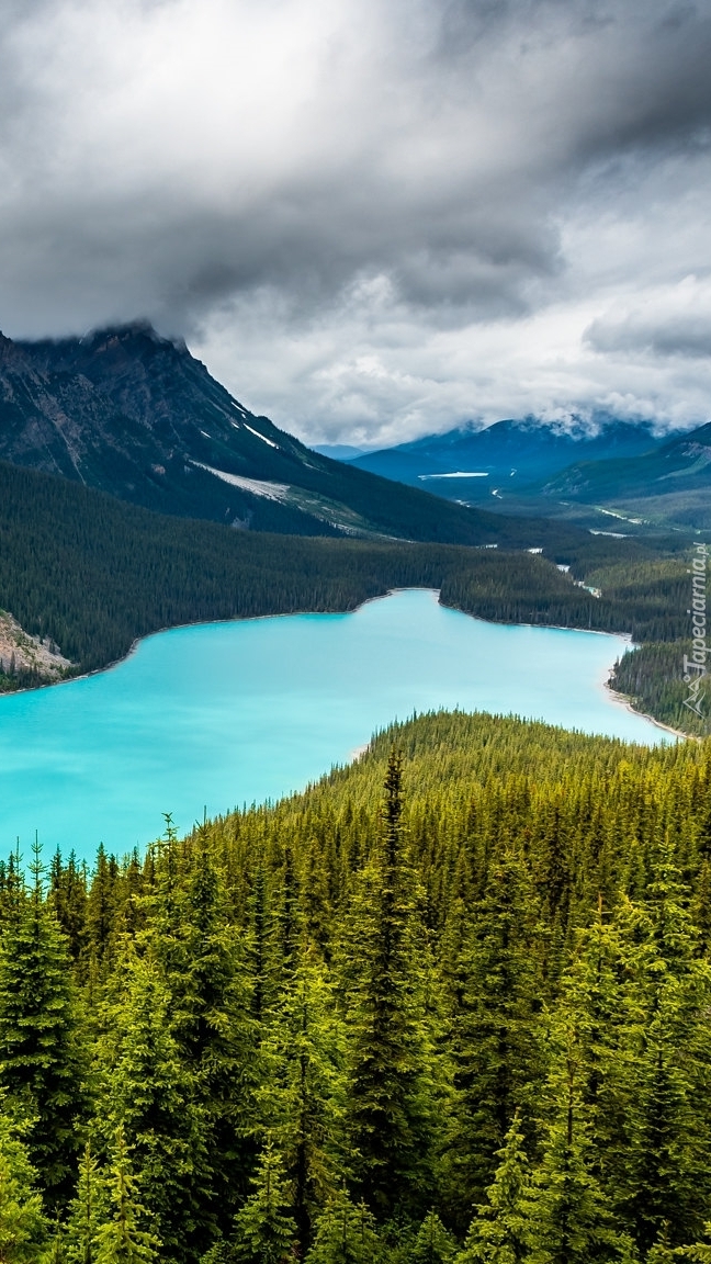 Lasy nad jeziorem Peyto Lake