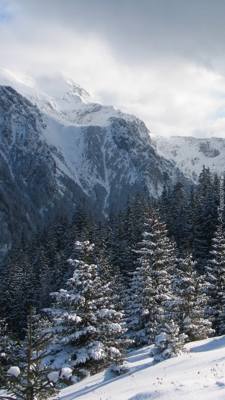 Lasy pod śniegową pokrywą w górach