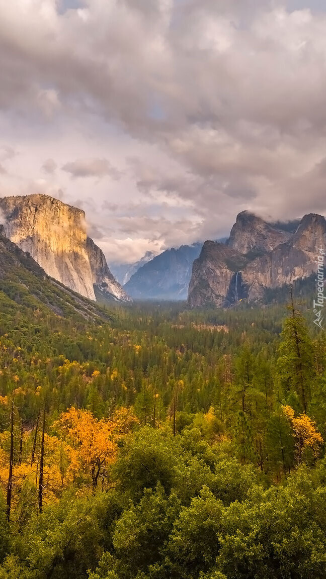 Lasy w dolinie Yosemite Valley