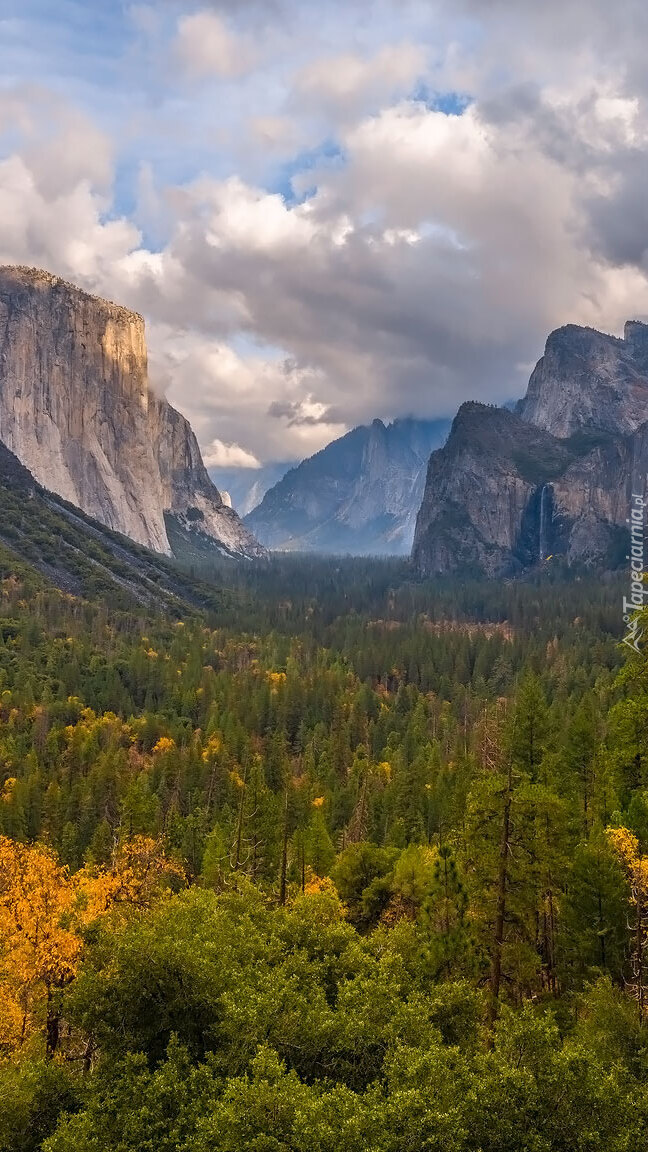 Lasy w dolinie Yosemite Valley