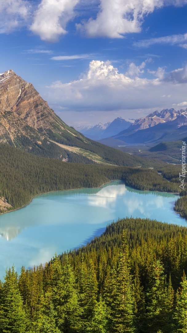 Lasy wokół jeziora Peyto Lake