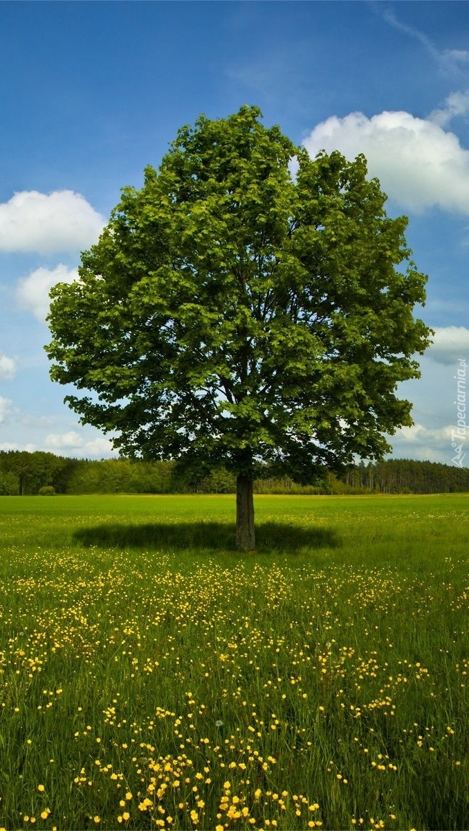 Фото деревьев лето. Дерево. Природа деревья. Летнее дерево. Летняя природа.