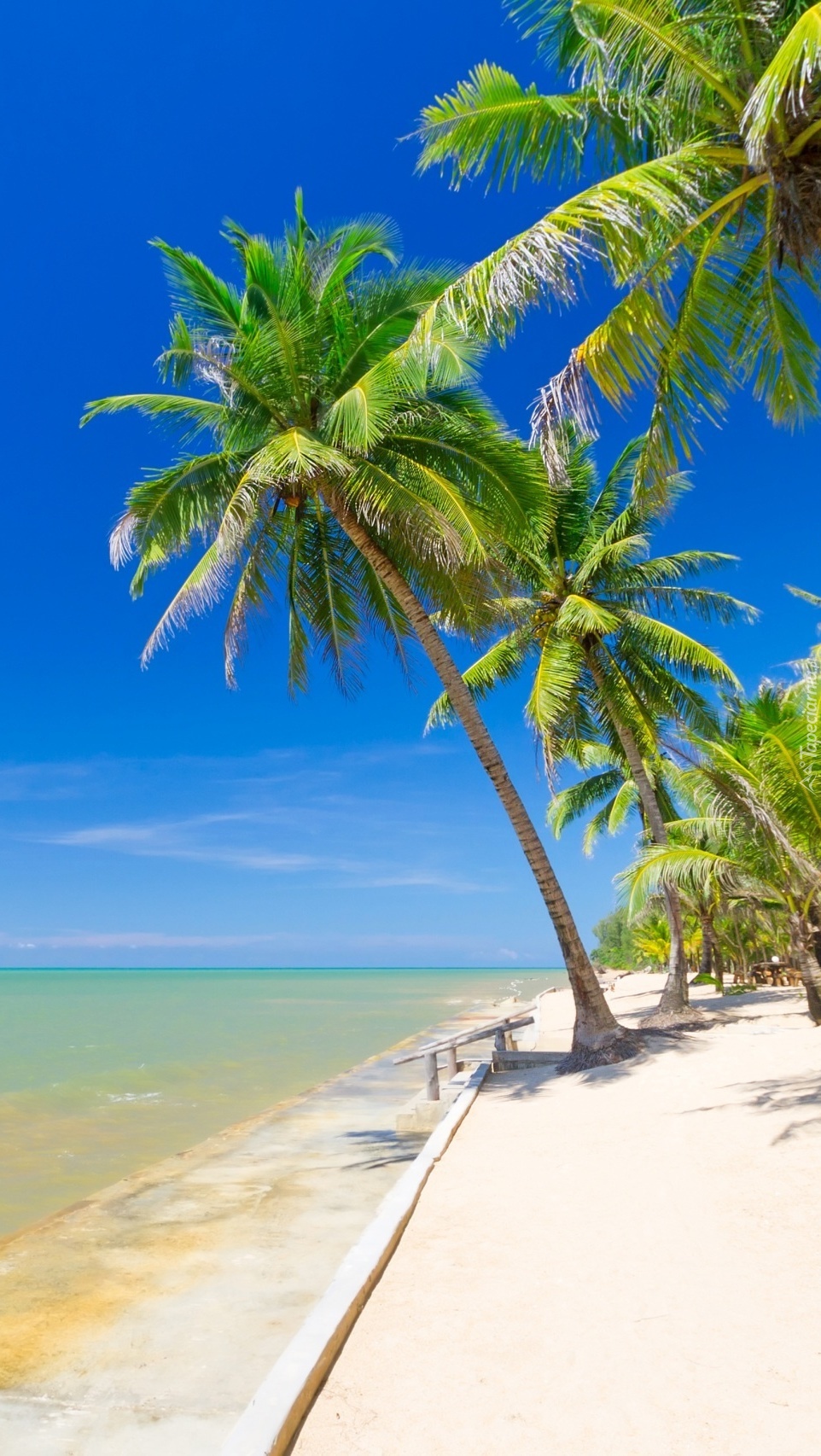 Lato w tropikach pod palmami nad morską plażą