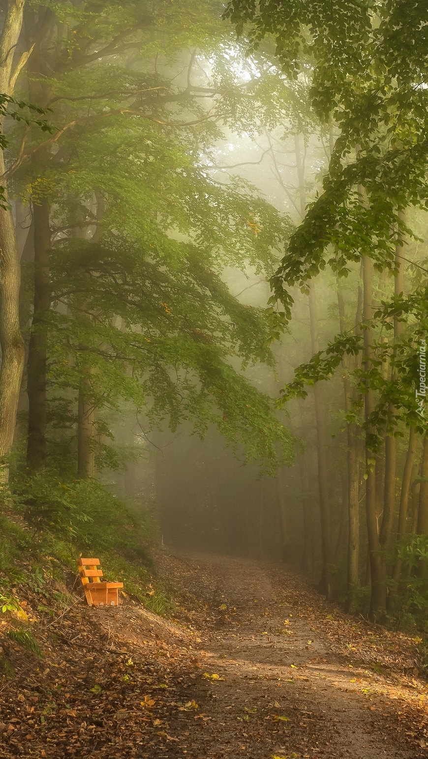 Ławeczka przy ścieżce w lesie