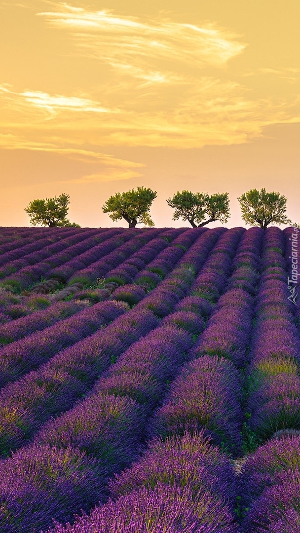 Lawendowe pole w Valensole