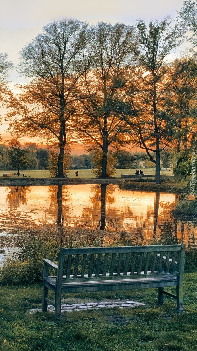 Ławka i drzewa nad stawem