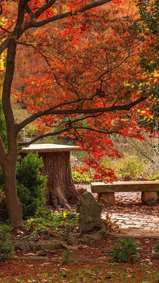 Ławka i stół pod kolorowymi drzewami w parku