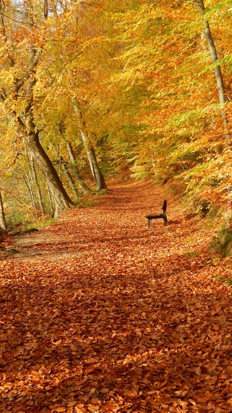 Ławka na ścieżce wśród jesiennych drzew