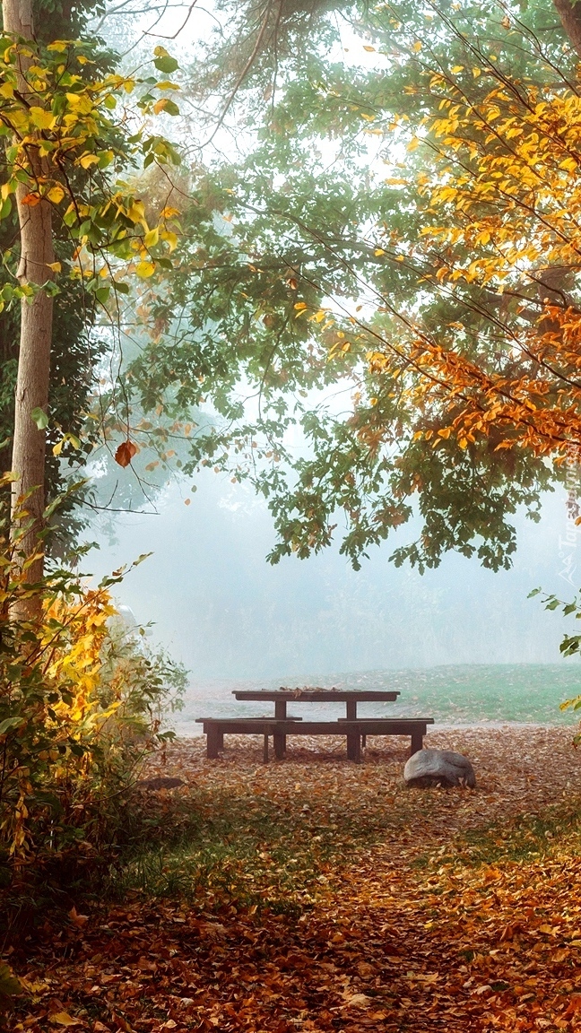 Ławka pod jesiennymi drzewami
