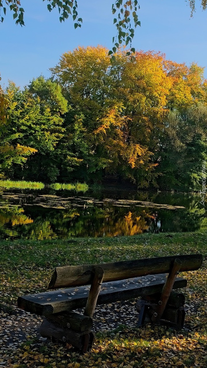 Ławka z widokiem na staw