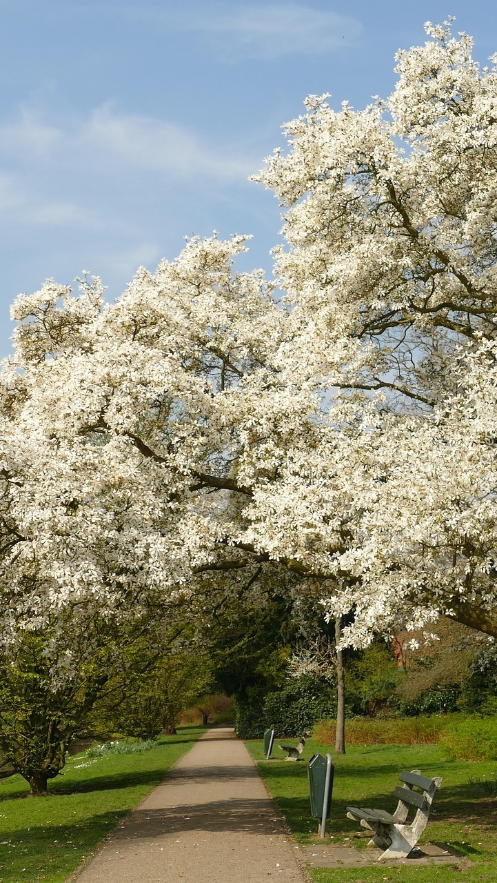 Ławki pod kwitnącymi drzewami