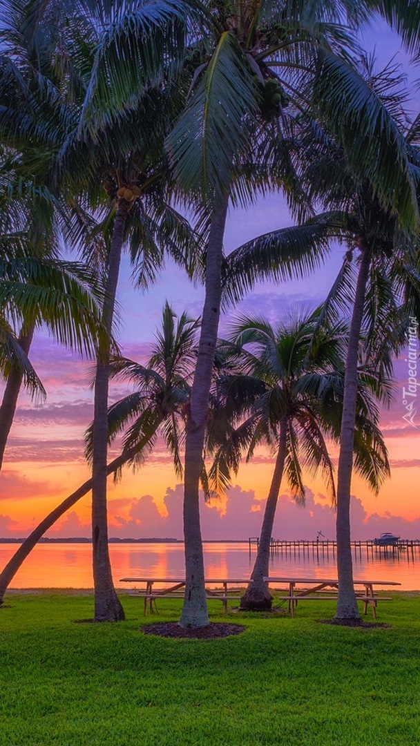 Ławki pod palmami nad morzem