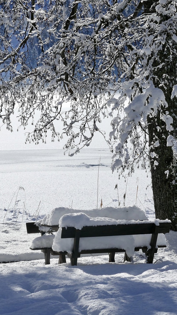 Ławki w śniegu pod drzewem