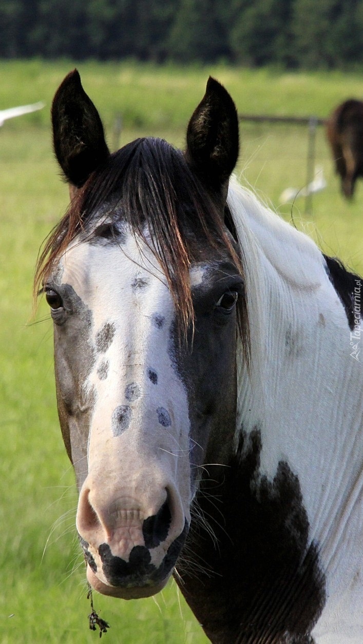 Łeb łaciatego konia